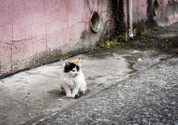 У Солом'янському районі Києва розкидали отруту для безпритульних котів -