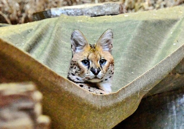 У Київському зоопарку облаштували домівку для тваринок, яких врятували із зони бойових дій. 