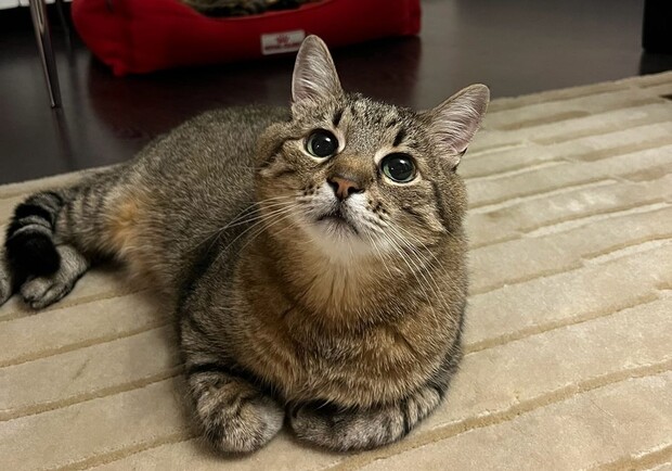 Кот-блогер Степан опублікував дивні повідомлення в Instagram: передплатники побоюються викрадення. 