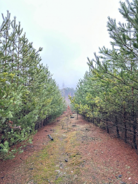 Такий вигляд має ліс, де розмістять цвинтар.