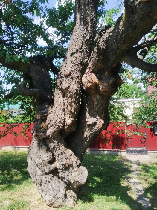 Найстаріша черешня.