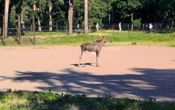 У Києві у парку Партизанської слави помітили лося