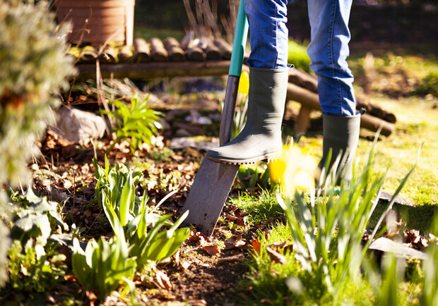 Що і коли садити в червні: місячний посівний календар на червень 2025 року 