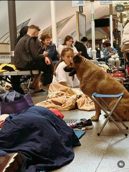 На станцію метро “Теремки” більше не впускають песика Мішу під час російських атак фото 1